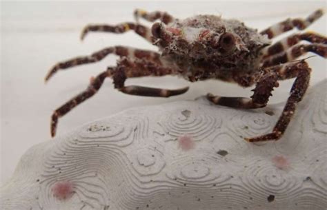  Dainty Decorator Crab: A Master Builder Hiding in Plain Sight!