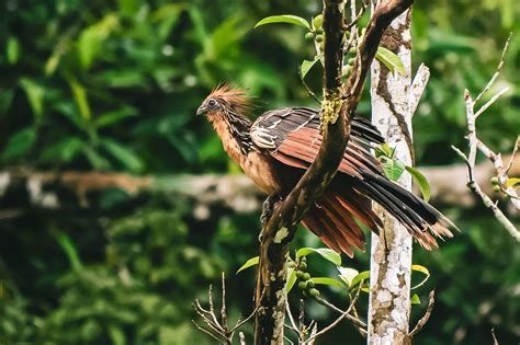  Hoatzin: Ein Vogel mit Krallenfüßen und einem einzigartigen Geruch, der an den Amazonas erinnert!