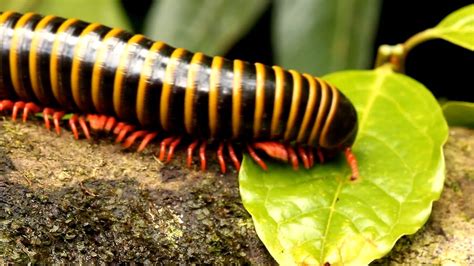  Iulus: Ein winziges Wunder der Natur – mit Tausendfüßlern zum