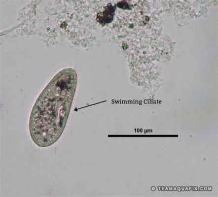  Quadriscyclus-Ein winziger Meister der Bewegung! Erkundet die faszinierende Welt eines schnell schwimmenden Ciliaten!