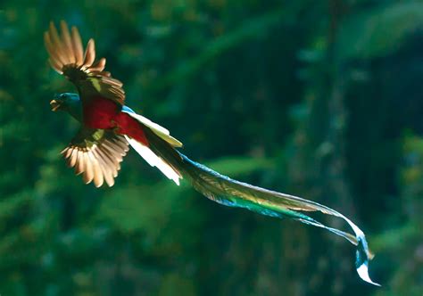  Quetzal: Ein Vogel der Legenden und ein Meister des Flugens im Nebelwald!