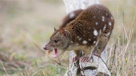  Quoll! Erforschen Sie die geheimnisvolle Welt dieser flinken Beutegreifer mit einem ausgeprägten Geruchssinn