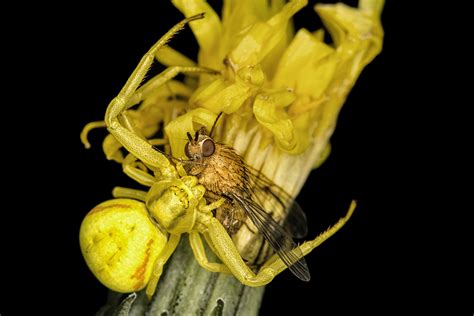  Riesenzwergspinne: Eine Meisterin der Tarnung und ein Vorreiter im Webbau!