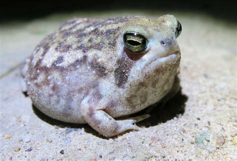  Rotbauchmolch - Ein faszinierender Frosch mit einer Vorliebe für Wasser und ein unerschütterliches Bedürfnis nach Metamorphose!