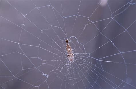  Uloborus:  Ein Meister des Fadenspiels – Wie dieser winzige Spinne seine Beute mit Klebstoffgarnschleifen fängt!