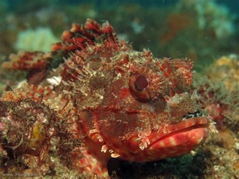  Yellowscale Scorpionfish:  Ein Meister der Tarnung im Meerestiefen!