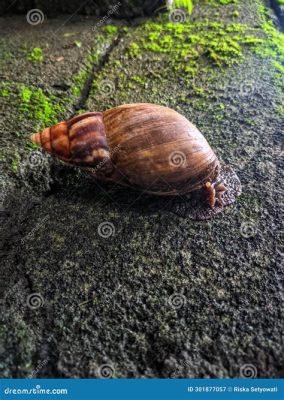  Achatina: Eine Reise in die Welt des schleimigen Riesen der Schneckenwelt!