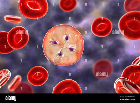  Babesia! Tiny Parasites Capable Of Hitchhiking Within Red Blood Cells And Sparking Powerful Fevers