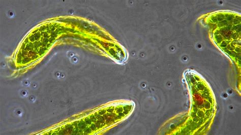 Euglena: Ein mikroskopischer Meister der Photosynthese und Flagellenbewegung!