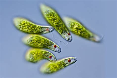  Euglena – Ein winziger Algen-Superstar mit erstaunlichen Fähigkeiten!