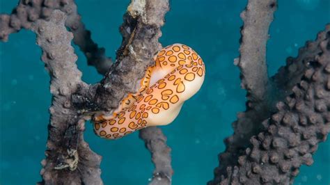  Flamingo-Schnecke: Eine faszinierende Mischung aus glitzerndem Juwel und langsamen Gourmet!