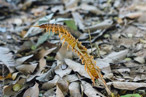  Laos-Riesenzecke: Ein farbenprächtiger Gigant mit über 100 Beinen, der die Unterwelt des Regenwaldes erkundet!