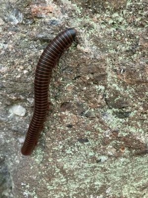  Millipedes: Discover These Gentle Giants Roaming Beneath Fallen Leaves and Exuding a Curious Scent!