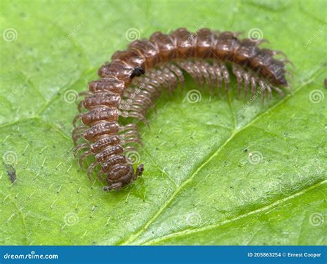  Polydesmus: Wie ein Panzer aus Tausendfüßlern durch den Wald krabbelt!