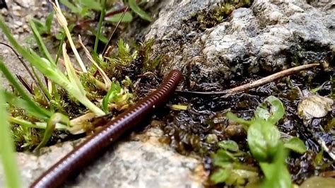  Schwarzschwanzklopper: Ein Meister des Verborgenseins mit tausender Beinen und unwiderstehlichem Charme!