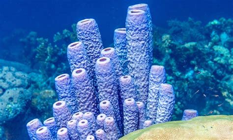 Uncle Sam's Favorite Sponges: An Underwater Delight that Thrives in Tropical Paradises!