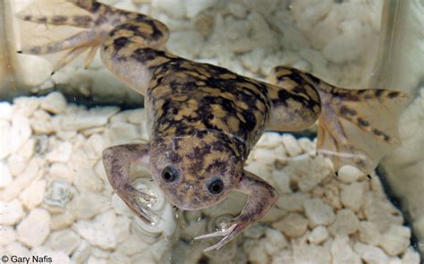  Xenopus: Ein Frosch mit erstaunlichen Fähigkeiten - wie er die Wissenschaft revolutioniert