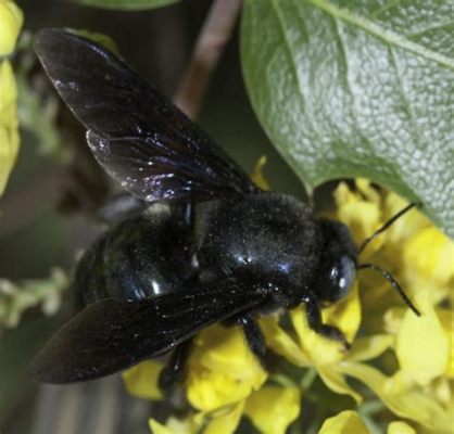   Xylocopa - Ein faszinierendes Insekt mit glänzendem Panzer und einem unerbittlichen Durst nach Süße!