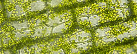 Yellow-Green Algae! Can This Tiny Single-Celled Organism Hold the Secrets to Sustainable Energy Solutions?