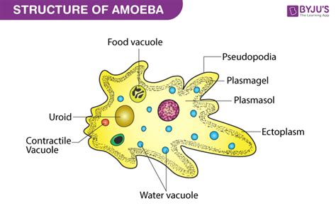  Yellow Streamer Amoeba: Discover Its Incredible Abilities to Shape-Shift Like a Blob and Devour Food Through Phagocytosis!